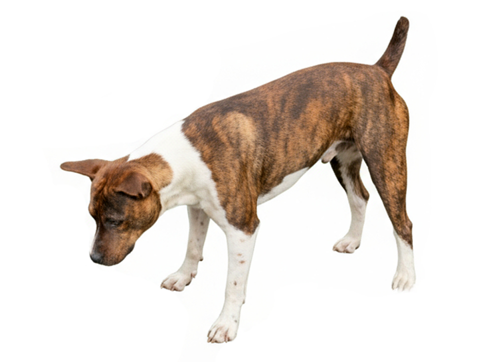 old dominion terrier